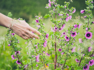 Fototapeta na wymiar Female hand touching flowers in meadow