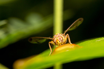 Bee nectar on leaves