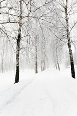 path in the snow