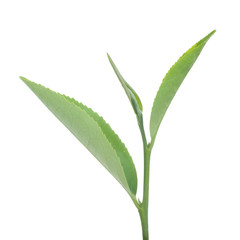 Green tea leaf
