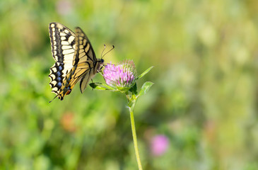 A Old World swallowtail sits on a summer meadow
