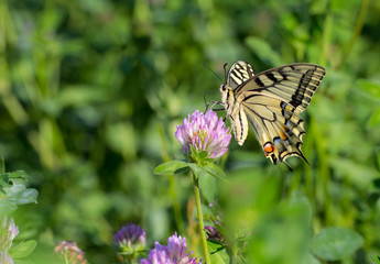 A butterfly sits on a clover blossom
