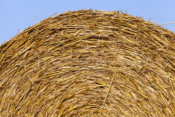 straw in the field