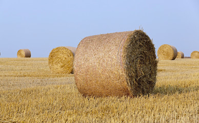 stack of straw in the field