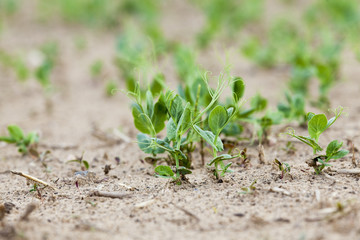Pea sprout in the spring