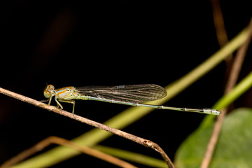 Dragonfly on the green plant
