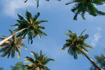 Fototapeta na wymiar Uprisen angle of coconut trees on blue sky background.
