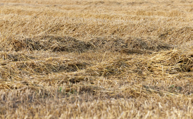 cereal farming field
