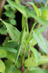 草むらの中のショウリョウバッタ