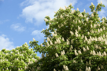 blooming chestnut tree in the spring