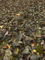 old autumn foliage