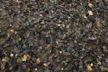 Autumn Park, overcast