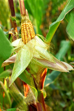 Corn in the field closeup.