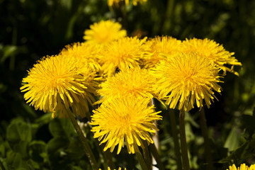 yellow dandelions , close up