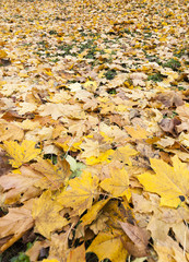 Autumn Park, overcast