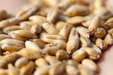 wheat, close up