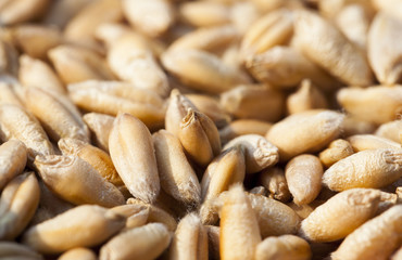 mature wheat grains, close-up