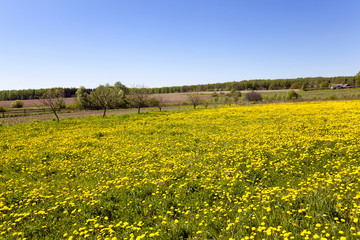 Obraz premium yellow dandelions, spring