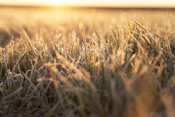 frost on the wheat