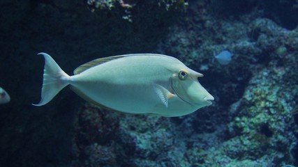 Fototapeta na wymiar Whitemargin Unicornfish in the aquarium for education