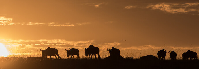 A herd of buffalo in Kenya at sunset with orange cloudy sky.