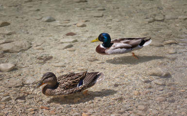 Wild Ducks