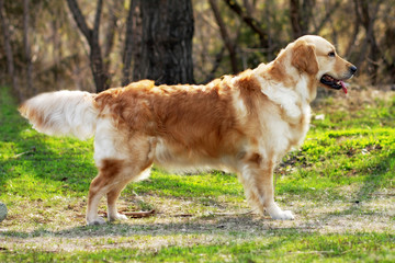 beautiful purebred dog Golden Retriever standing