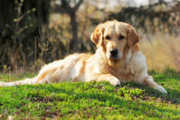 Beautiful dog Golden Retriever in the summer resting in the natu