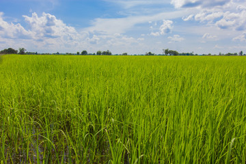 Fototapeta premium field