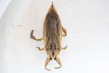 Giant water bug