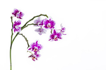 Fototapeta na wymiar Orchid detail on white backdrop