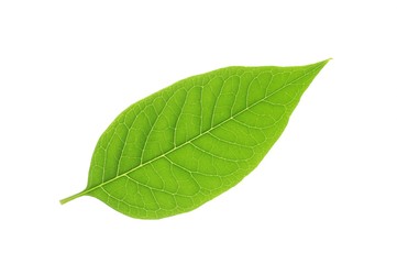 ヨウシュヤマゴボウの葉