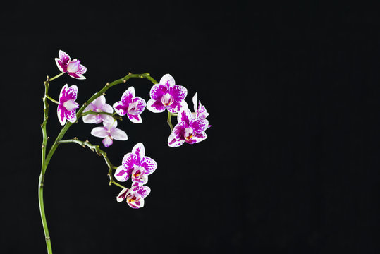 White and purple orchid detail on black backdrop