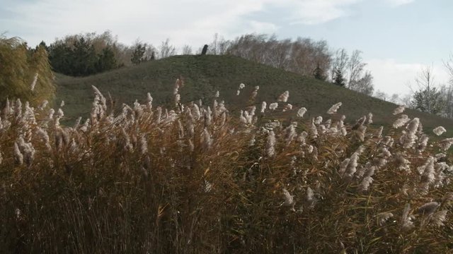 Fluffy Herbal Plants Swaying on Background of a Small Hill Behind Which Can be Seen Crones of Trees