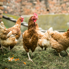 Hens in a farmyard (Gallus gallus domesticus)