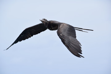 Fregatt bird