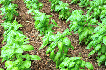 Basil herb field