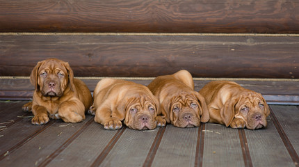 Group Bordeaux puppy dog lying in front view near wood wall