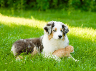 australian shepherd puppy lying with a kitten on the green grass