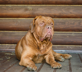 Portrait of mastiff on background log wall