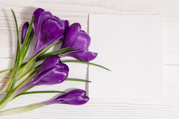 bouquet from crocus flowers with empty card for your text isolat