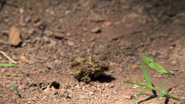 Ants
