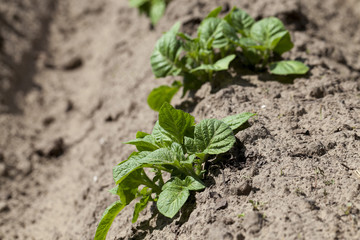 potato field. close-up