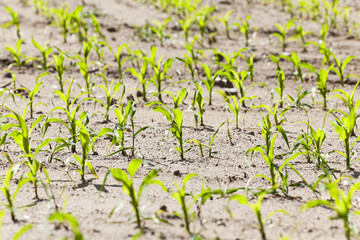 agricultural field with corn