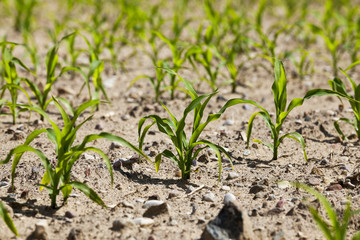 agricultural field with corn