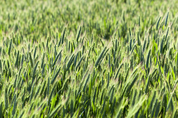 Agriculture. cereals. Spring