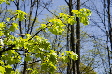 The branches of the tree