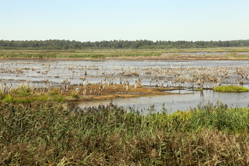 swamp, the end of summer