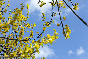 trees in the spring