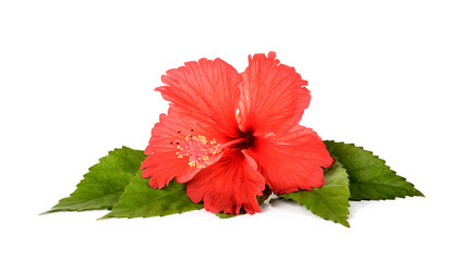 Red Hibiscus flower on the white background - obrazy, fototapety, plakaty